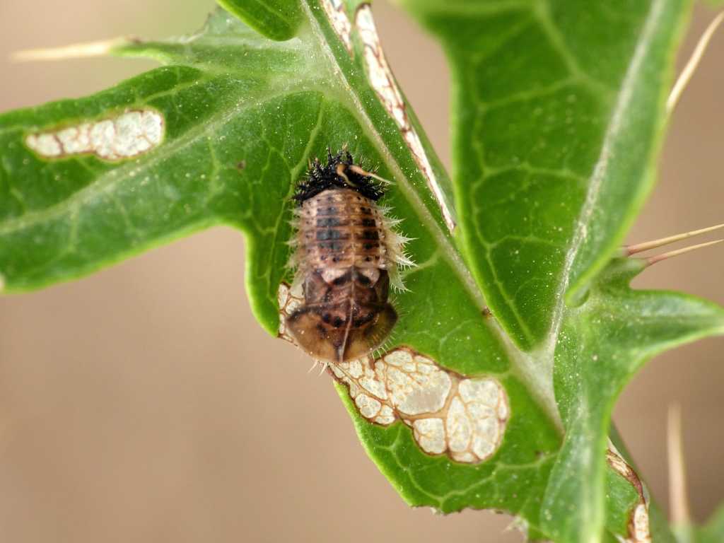 Cassida deflorata: adulto, larva e pupa